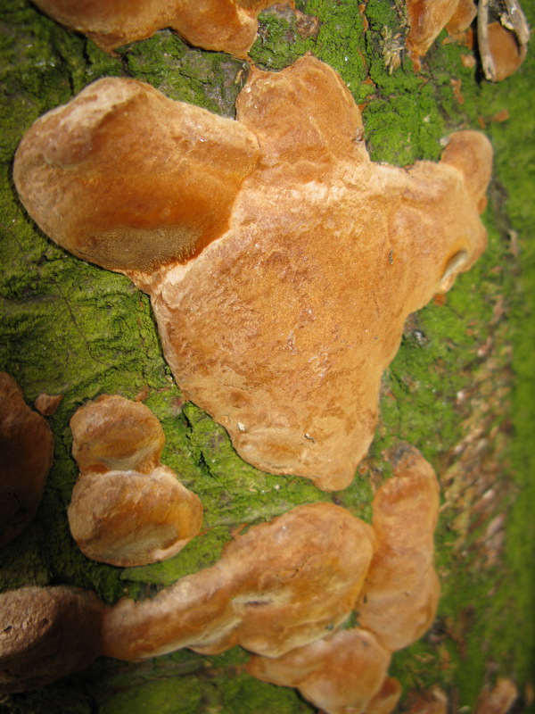 Phellinus tubercolosus